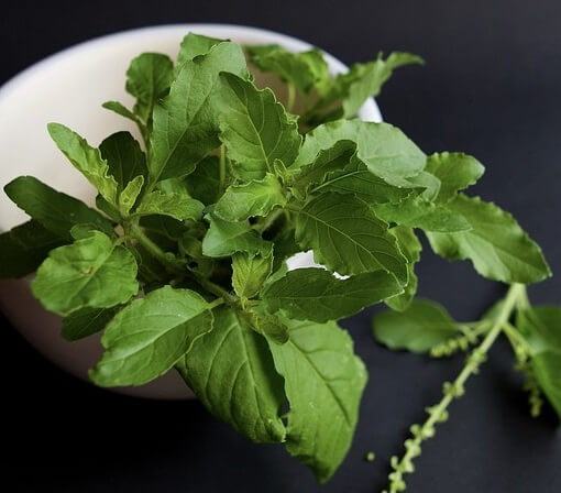 Holy Basil Leaves (Tulsi) - Home Remedies For Malaria