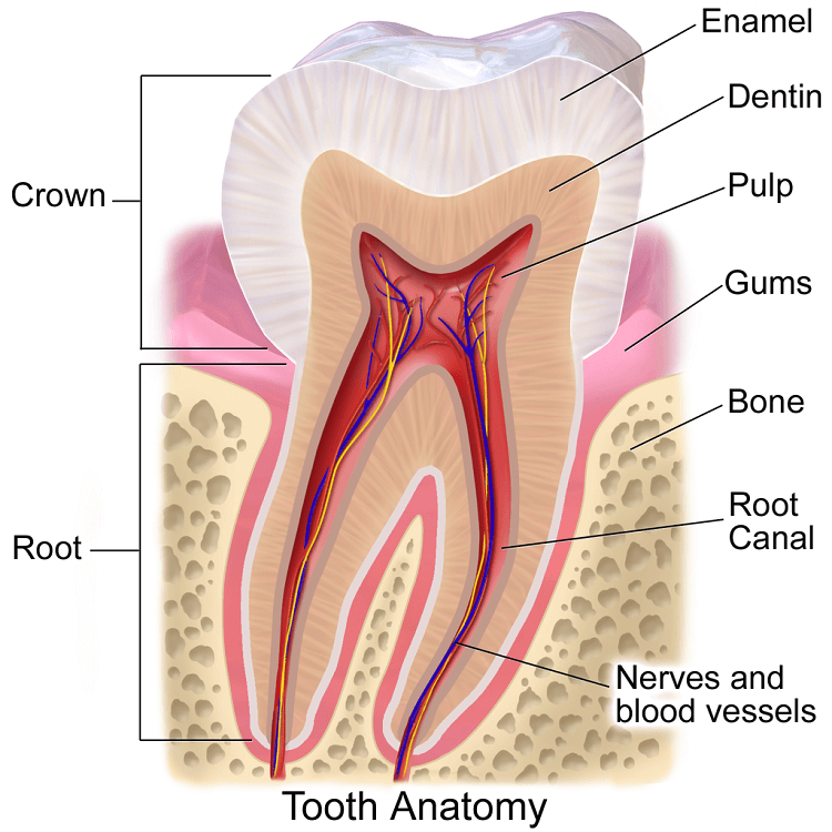 Bone Loss Prevention - Tooth Anatomy