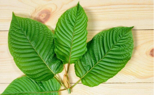 Know The Best Kratom Strains For Pain And Anxiety Kratom Strains for Anxiety & Depression